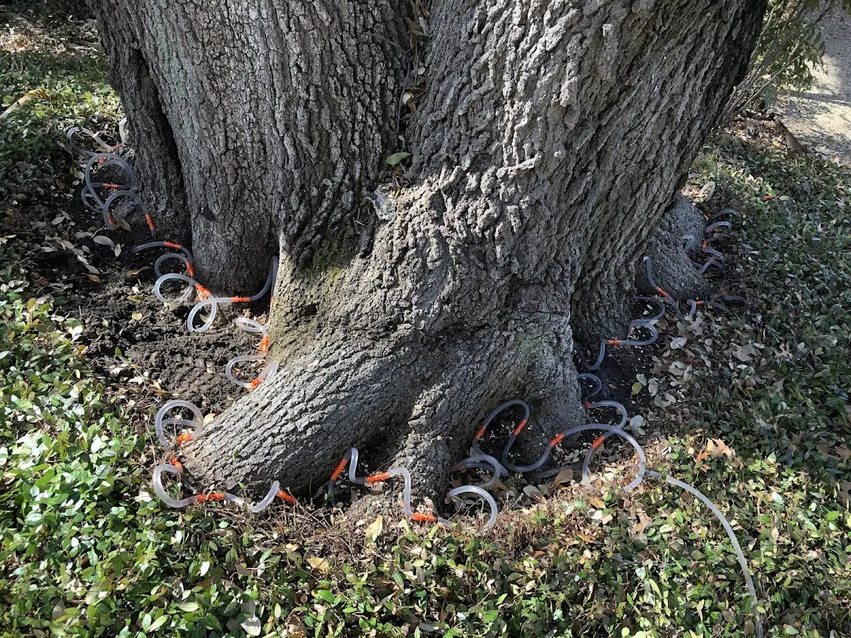 Detailed Tree Cabling and Bracing job site in Strang